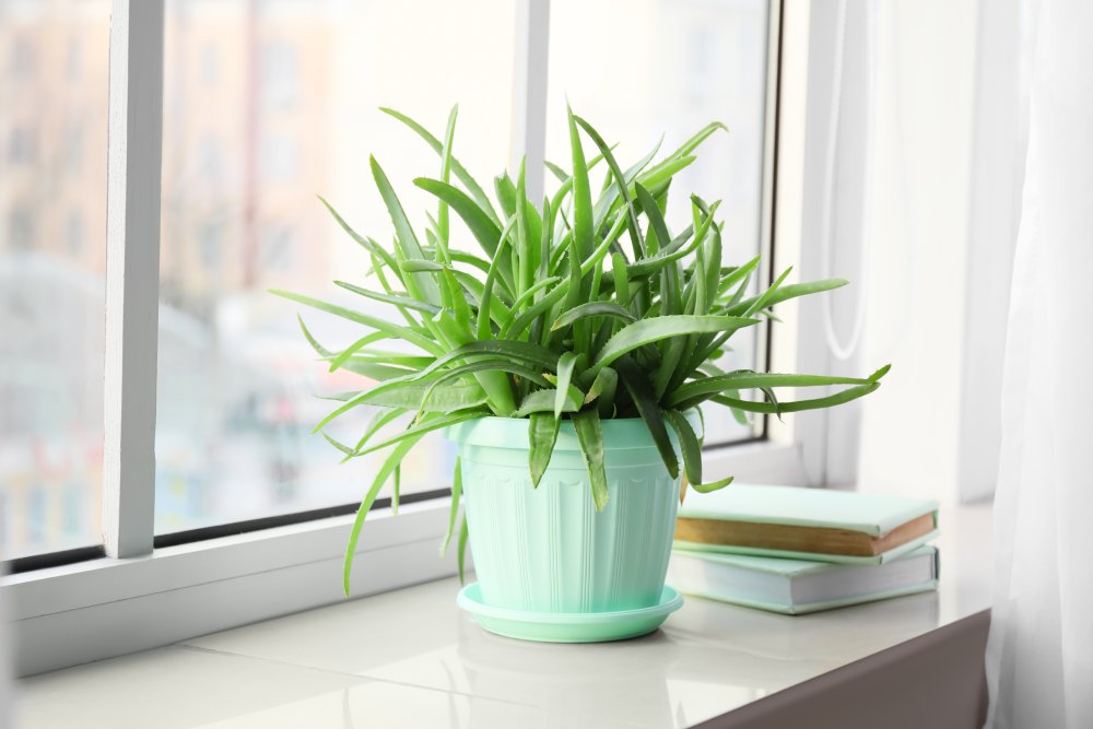 Pencere önünde renkli saksıda aloe vera bitkisi